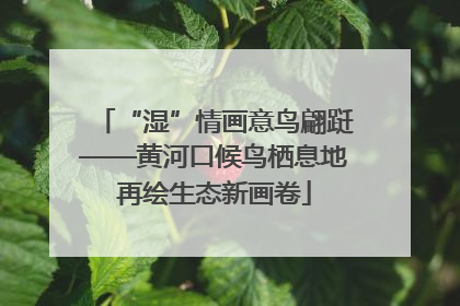 “湿”情画意鸟翩跹——黄河口候鸟栖息地再绘生态新画卷