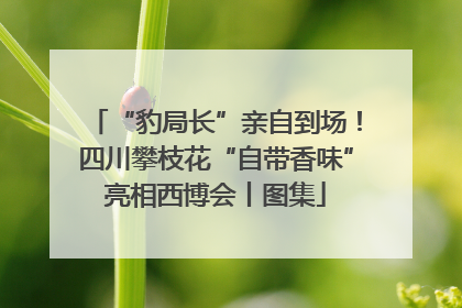 “豹局长”亲自到场！四川攀枝花“自带香味”亮相西博会丨图集