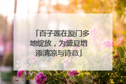 百子莲在厦门多地绽放，为盛夏增添清凉与诗意