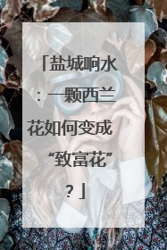 盐城响水：一颗西兰花如何变成“致富花”？