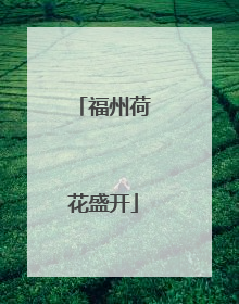 福州荷花盛开