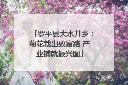 罗平县大水井乡：菊花栽出致富路 产业铺就振兴图