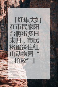 红隼夫妇在市民家阳台孵蛋多日未归，市民将蛋送往红山动物园“抢救”