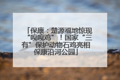 保康：楚源福地惊现“嘎嘎鸡”！国家“三有”保护动物石鸡亮相保康沿河公园