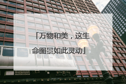 万物和美，这生命图景如此灵动