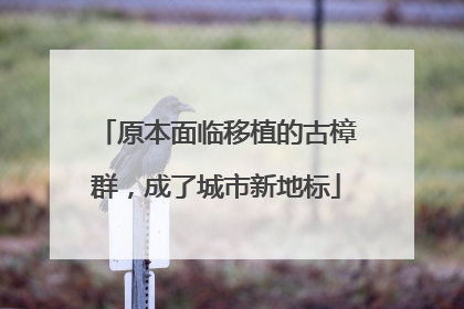 原本面临移植的古樟群，成了城市新地标
