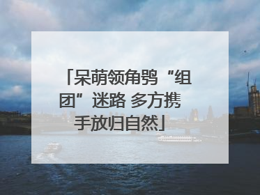 呆萌领角鸮“组团”迷路 多方携手放归自然