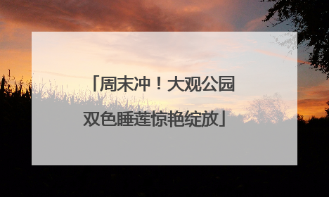 周末冲！大观公园双色睡莲惊艳绽放