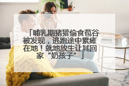哺乳期猪獾偷食苞谷被发现，逃跑途中累瘫在地！就地放生让其回家“奶孩子”