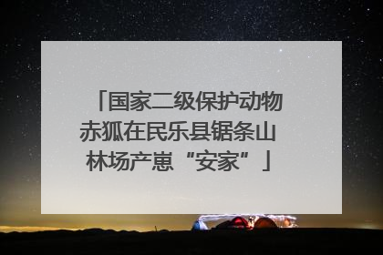 国家二级保护动物赤狐在民乐县锯条山林场产崽“安家”