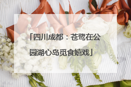 四川成都：苍鹭在公园湖心岛觅食嬉戏