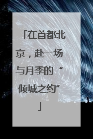 在首都北京，赴一场与月季的“倾城之约”