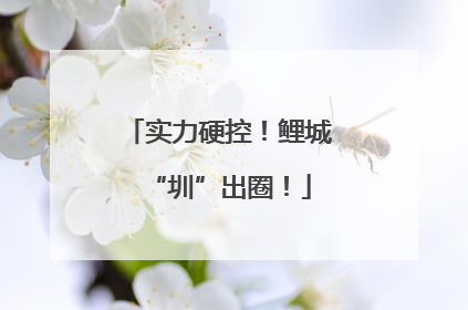 实力硬控！鲤城“圳”出圈！