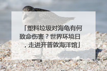 塑料垃圾对海龟有何致命伤害？世界环境日，走进开普敦海洋馆