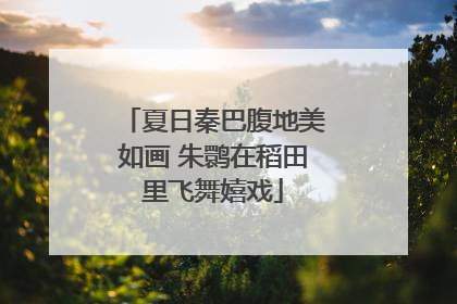 夏日秦巴腹地美如画 朱鹮在稻田里飞舞嬉戏