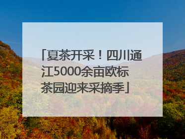 夏茶开采！四川通江5000余亩欧标茶园迎来采摘季