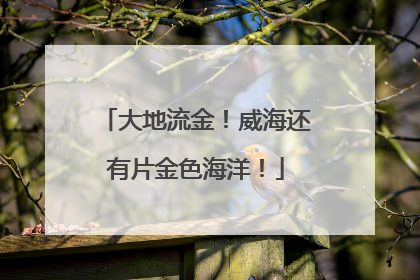 大地流金！威海还有片金色海洋！