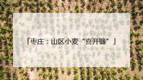 枣庄：山区小麦“喜开镰”