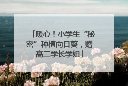 暖心！小学生“秘密”种植向日葵，赠高三学长学姐