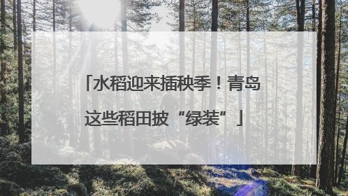 水稻迎来插秧季！青岛这些稻田披“绿装”