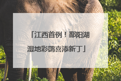 江西首例！鄱阳湖湿地彩鹮喜添新丁
