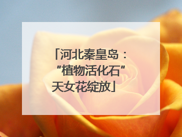 河北秦皇岛：“植物活化石”天女花绽放