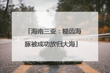 海南三亚：糙齿海豚被成功放归大海