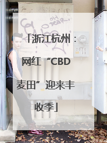 浙江杭州：网红“CBD麦田”迎来丰收季