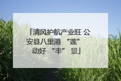 清风护航产业旺 公安县八里港 “莲” 动好 “丰” 景