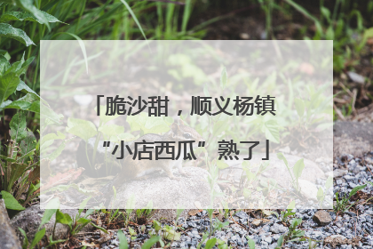 脆沙甜，顺义杨镇“小店西瓜”熟了