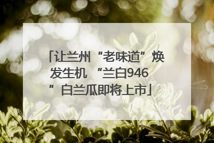 让兰州“老味道”焕发生机 “兰白946”白兰瓜即将上市