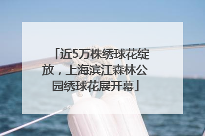 近5万株绣球花绽放，上海滨江森林公园绣球花展开幕