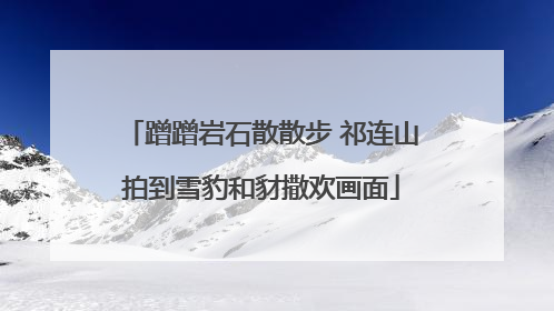 蹭蹭岩石散散步 祁连山拍到雪豹和豺撒欢画面