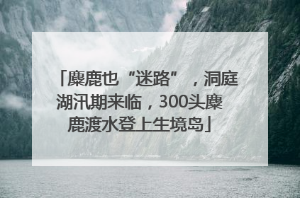 麋鹿也“迷路”，洞庭湖汛期来临，300头麋鹿渡水登上生境岛