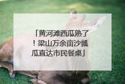 黄河滩西瓜熟了！梁山万余亩沙瓤瓜直达市民餐桌