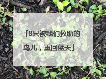 8只被我们救助的鸟儿，重回蓝天